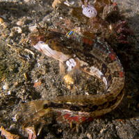 Neoclinus uninotatus (Onespot Fringehead)