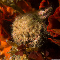 Romaleon antennarium (Pacific Rock Crab)