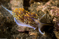 Hermissenda opalescens (Opalescent Nudibranch)
