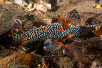 Triopha maculata (Spotted Triopha)