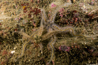 Ophiothrix spiculata (Spiny Brittle Star)
