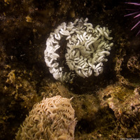 Aeolidia loui (Shag-Rug Aeolid)