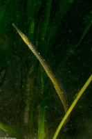 Syngnathus leptorhynchus (Bay Pipefish)