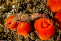 Spirontocaris prionota (Deep Blade Shrimp)