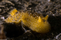 Doris montereyensis (Monterey Dorid)