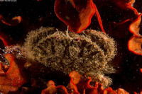 Romaleon antennarium (Pacific Rock Crab)