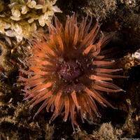 Anthopleura artemisia (Moonglow Anemone)