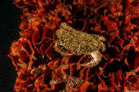 Watersipora subtorquata (Red-Rust Bryozoan)