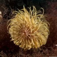Eudistylia polymorpha (Feather Duster Worm)