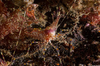 Pandalus danae (Dock Shrimp)