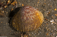 Dallocardia quadragenaria (Spiny Pricklycockle)
