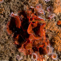 Watersipora subtorquata (Red-Rust Bryozoan)