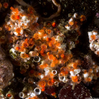 Spirorbinae sp.2 (Spirorbinae sp.2)