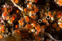 Spirorbinae sp.2 (Spirorbinae sp.2)