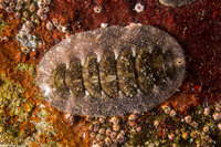 Mopalia hindsii (Hinds' Mopalia)