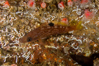 Sebastes flavidus (Yellowtail Rockfish)
