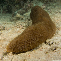 Polyphyllia talpina (Slipper Coral)