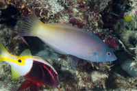 Halichoeres prosopeion (Twotone Wrasse)