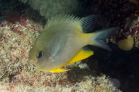 Amblyglyphidodon orbicularis (Orbicular Damsel)