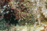 Choerodon anchorago (Anchor Tuskfish)