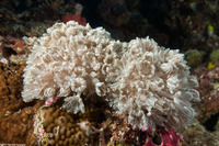 Heteroxenia fuscescens (Heteroxenia Fuscescens)