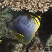 Chaetodon baronessa (Eastern Triangular Butterflyfish)