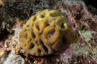 Lobophyllia hemprichii (Lobed Brain Coral)
