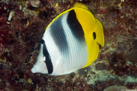 Chaetodon ulietensis (Pacific Double-Saddle Butterflyfish)
