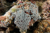 Tubipora musica (Organ Pipe Coral)