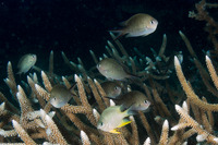 Chromis ternatensis (Ternate Chromis)