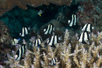 Dascyllus aruanus (Humbug Dascyllus)