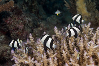 Dascyllus aruanus (Humbug Dascyllus)