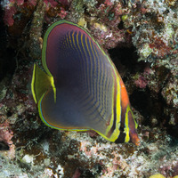 Chaetodon baronessa (Eastern Triangular Butterflyfish)
