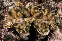 Tridacna crocea (Boring Giant Clam)