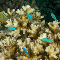 Chromis viridis (Blue-Green Chromis)
