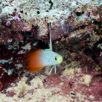 Nemateleotris magnifica (Fire Dartfish)