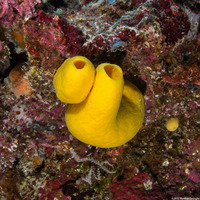 Leucetta chagosensis (Lemon Sponge)