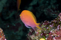 Serranocirrhitus latus (Hawk Anthias)