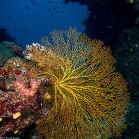 Subergorgia sp.1 (Subergorgia)