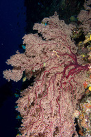 Siphonogorgia sp.1 (Siphonogorgia sp.1)