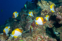 Hemitaurichthys polylepis (Pyramid Butterflyfish)