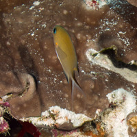 Chromis amboinensis (Ambon Chromis)