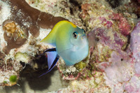 Genicanthus melanospilos (Black-Spot Angelfish)