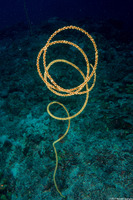 Cirrhipathes anguina (Common Wire Coral)