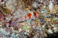 Cirrhitichthys falco (Dwarf Hawkfish)