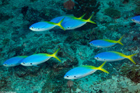 Caesio teres (Blue and Yellow Fusilier)