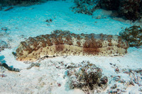 Thelenota anax (Amberfish Sea Cucumber)