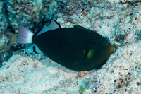 Melichthys vidua (Pinktail Triggerfish)