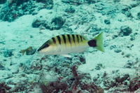 Lutjanus semicinctus (Black-Banded Snapper)