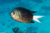 Chromis xanthura (Paletail Chromis)